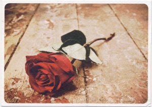 postcard finland red rose