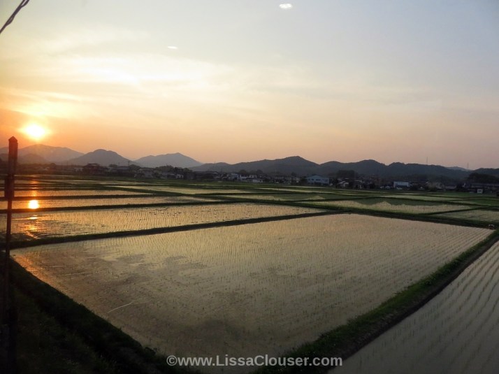 sunset over rice fields in japan